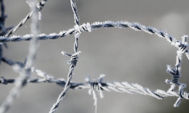 Обои мороз, проволока, иней, колючая проволока, frost, wire, barbed wire разрешение 1920x1200 Загрузить