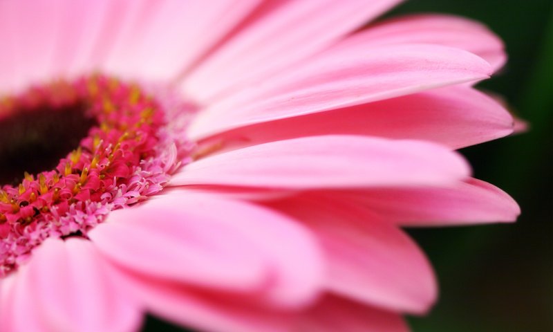 Обои герберы, gerbera разрешение 2560x1600 Загрузить