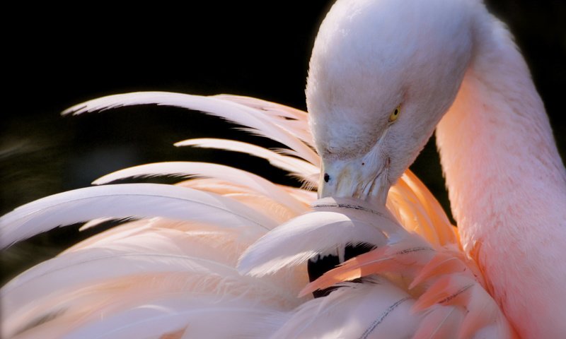Обои фламинго, flamingo разрешение 2560x1600 Загрузить
