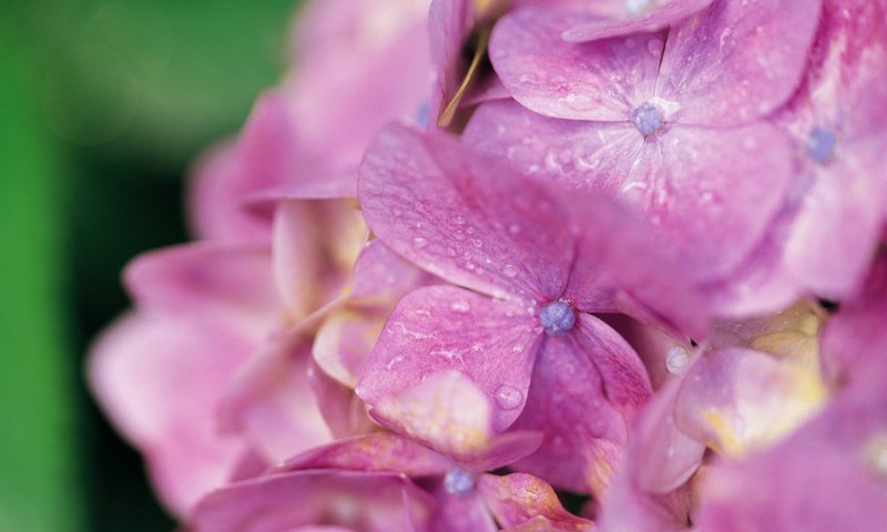 Обои цветы, капли, лепестки, гортензия, flowers, drops, petals, hydrangea разрешение 1920x1200 Загрузить