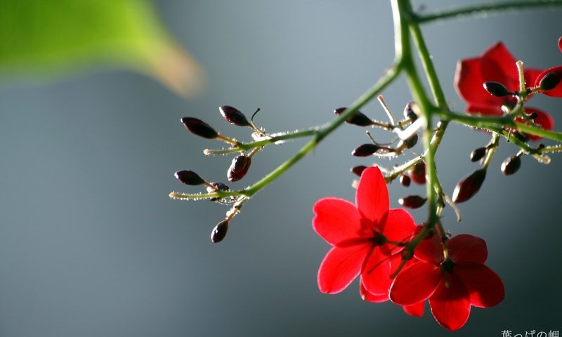 Обои цветы, листья, макро, лепестки, красные, стебель, flowers, leaves, macro, petals, red, stem разрешение 1920x1200 Загрузить