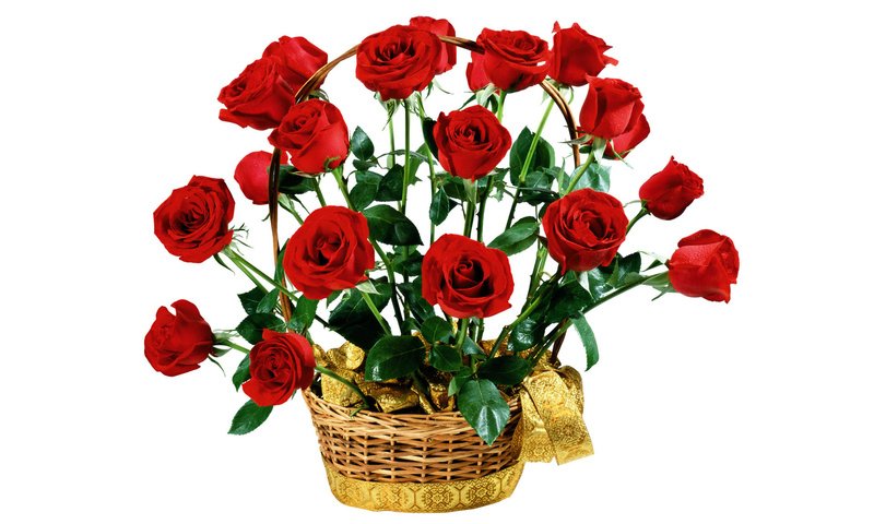 Обои цветы, розы, красные, букет, белый фон, подарок, flowers, roses, red, bouquet, white background, gift разрешение 1920x1200 Загрузить