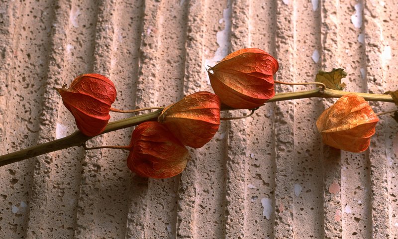 Обои растение, стебель, физалис, сухоцвет, коробочки, plant, stem, physalis, the dried flowers, boxes разрешение 1920x1200 Загрузить