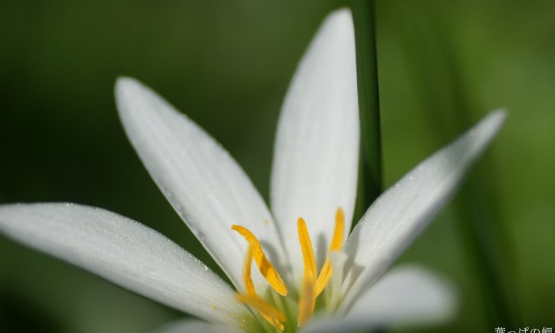 Обои макро, фон, цветок, белый, лилия, macro, background, flower, white, lily разрешение 1920x1200 Загрузить