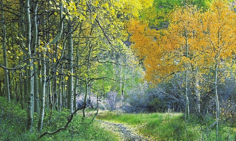 Обои деревья, лес, листья, листва, осень, тропа, trees, forest, leaves, foliage, autumn, trail разрешение 1920x1080 Загрузить