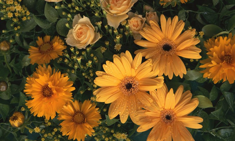 Обои цветы, лепестки, желтые, flowers, petals, yellow разрешение 1920x1200 Загрузить