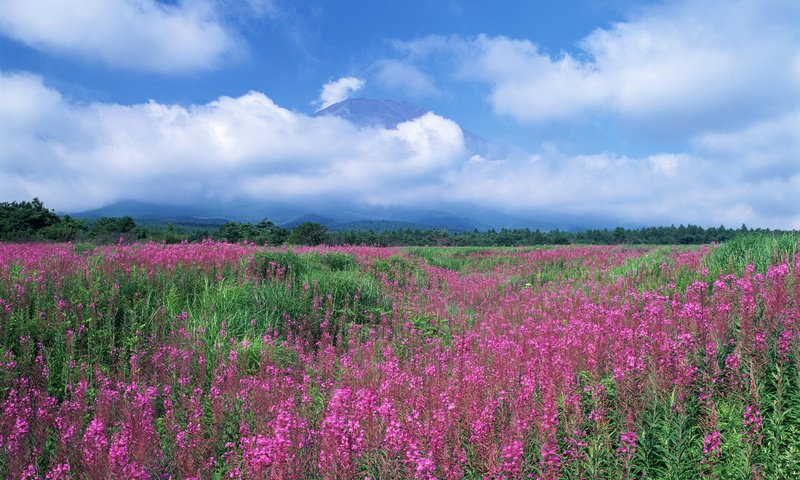 Обои небо, цветы, облака, лес, поле, лето, луг, the sky, flowers, clouds, forest, field, summer, meadow разрешение 1920x1200 Загрузить