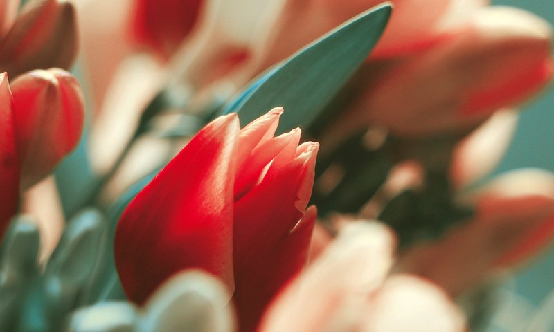 Обои цветы, макро, тюльпаны, flowers, macro, tulips разрешение 1920x1200 Загрузить