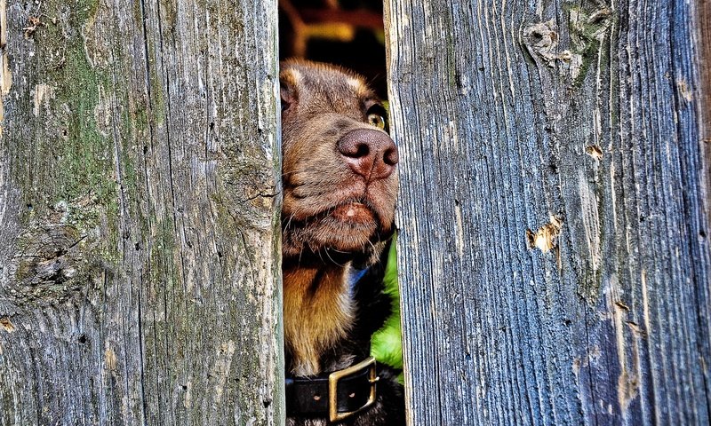 Обои забор, собака, ошейник, пес, нос, the fence, dog, collar, nose разрешение 1920x1200 Загрузить