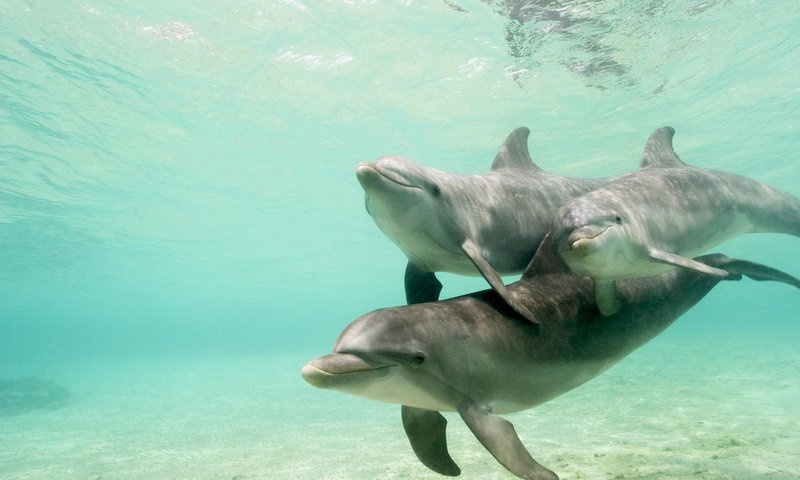 Обои вода, стая, дельфины, подводный мир, water, pack, dolphins, underwater world разрешение 1920x1200 Загрузить