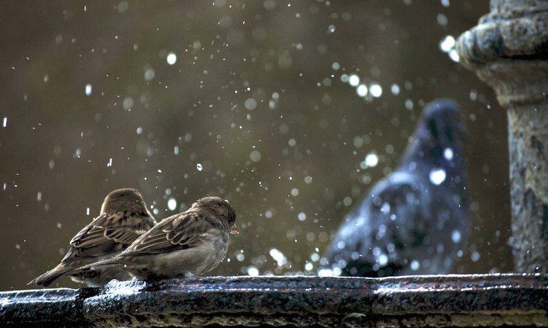 Обои фонтан, птицы, воробей, голубь, воробьи, гуля не в фокусе, fountain, birds, sparrow, dove, sparrows, ghoul is not in focus разрешение 3872x2592 Загрузить