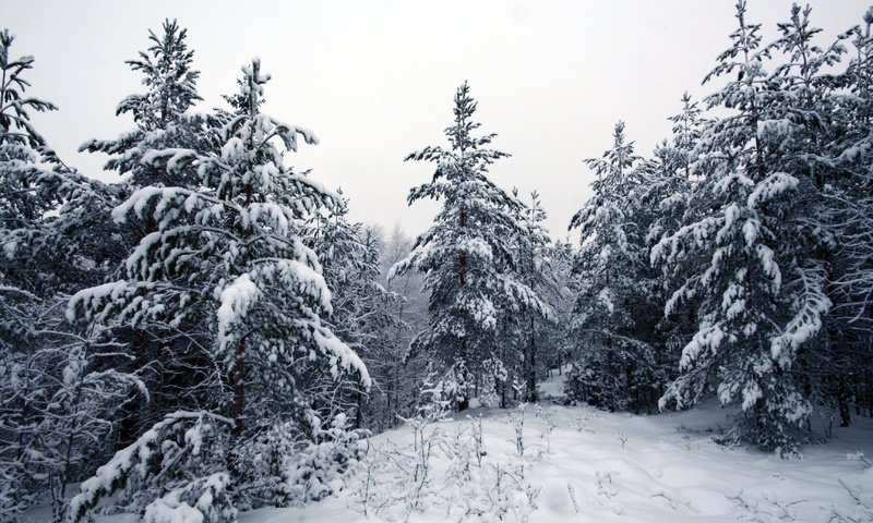 Обои деревья, снег, лес, зима, trees, snow, forest, winter разрешение 3456x2304 Загрузить