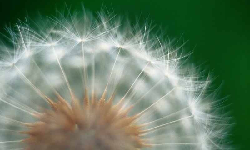 Обои природа, цветок, одуванчик, пух, пушинки, best wallpapers, крупным планом, nature, flower, dandelion, fluff, fuzzes, closeup разрешение 1920x1200 Загрузить