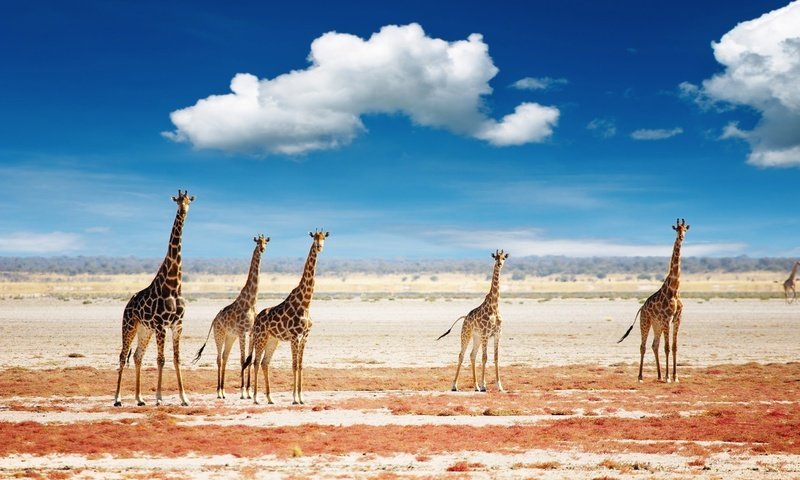 Обои небо, облака, жирафы, the sky, clouds, giraffes разрешение 1920x1080 Загрузить