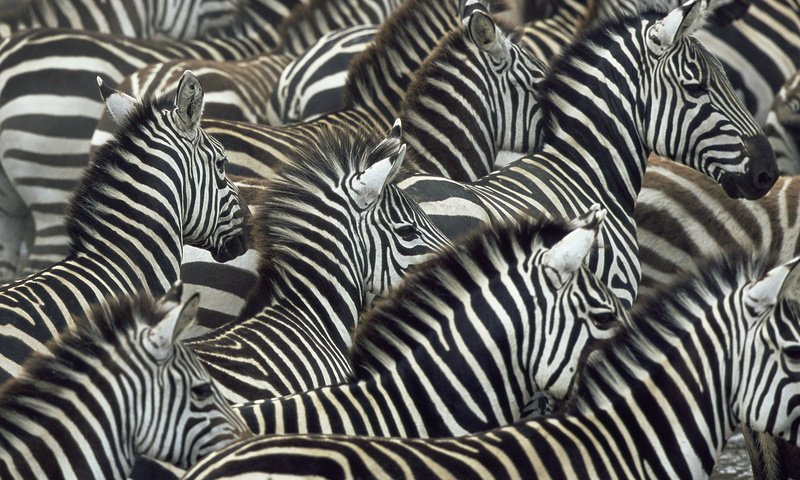 Обои зебры, zebra разрешение 1920x1080 Загрузить