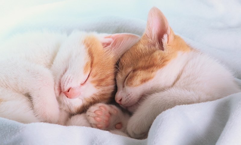 Обои лапы, сон, спят, уши, одеяло, котята, paws, sleep, ears, blanket, kittens разрешение 1920x1080 Загрузить