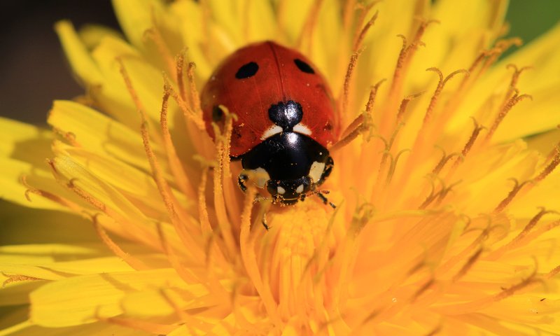 Обои жук, насекомое, цветок, божья коровка, одуванчик, beetle, insect, flower, ladybug, dandelion разрешение 1920x1200 Загрузить