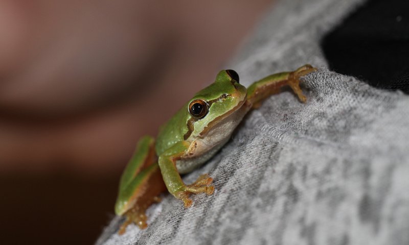 Обои лягушка, зеленая, свитер, древесная, квакша, frog, green, sweater, wood, treefrog разрешение 1920x1200 Загрузить