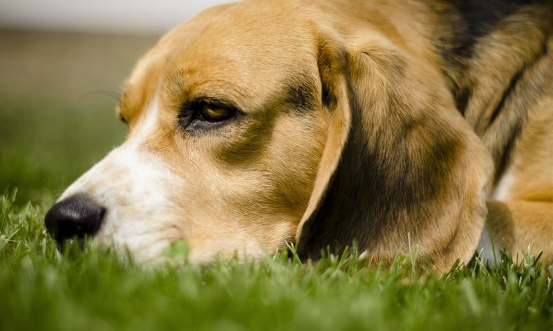 Обои трава, собака, лежит, бигль, грустная собачка, grass, dog, lies, beagle, sad dog разрешение 1920x1200 Загрузить