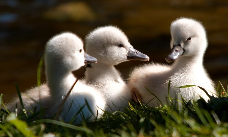 Обои трава, птицы, клюв, лебедь, птенцы, лебедята, grass, birds, beak, swan, chicks, the lebeda разрешение 1920x1200 Загрузить