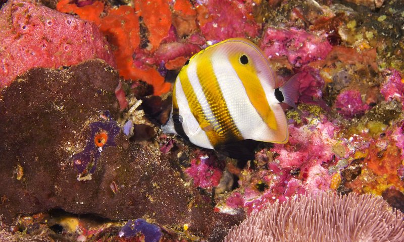 Обои кораллы, рыба, подводный мир, красивая рыбка, corals, fish, underwater world, beautiful fish разрешение 1920x1200 Загрузить