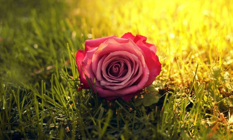 Обои трава, солнце, цветок, роза, солнечный свет, grass, the sun, flower, rose, sunlight разрешение 1920x1200 Загрузить