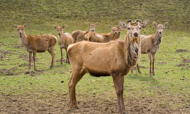 Обои олени, deer разрешение 1920x1200 Загрузить