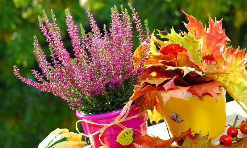 Обои листья, цветок, осень, эрика, leaves, flower, autumn, eric разрешение 1920x1200 Загрузить