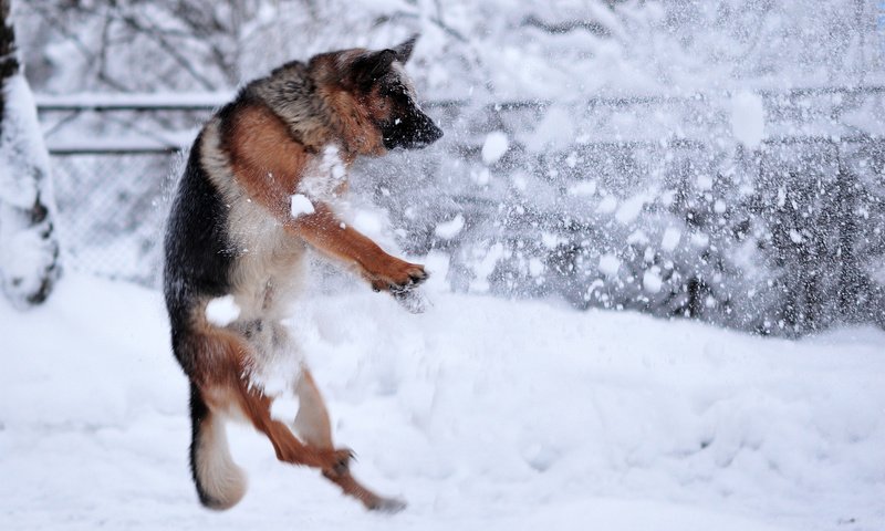 Обои снег, зима, собака, прыжок, немецкая овчарка, snow, winter, dog, jump, german shepherd разрешение 1920x1320 Загрузить