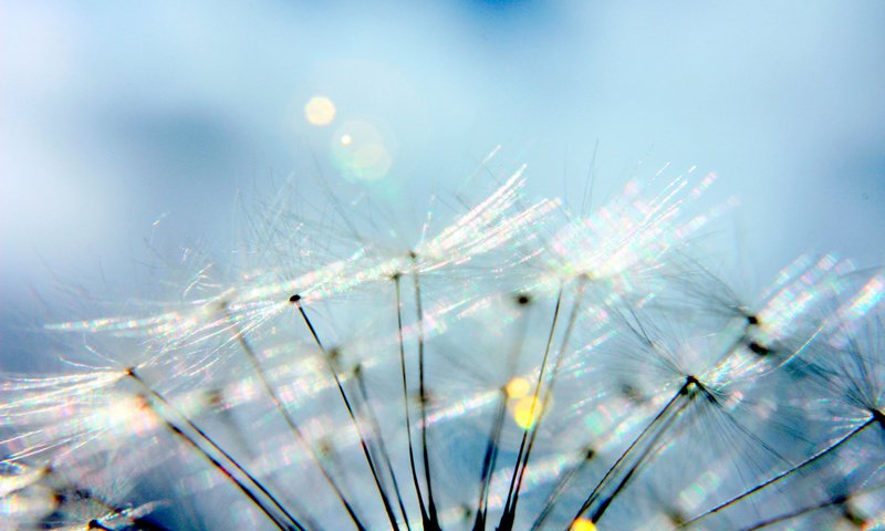 Обои макро, цветок, одуванчик, пух, пушинки, былинки, macro, flower, dandelion, fluff, fuzzes, blade разрешение 1920x1200 Загрузить