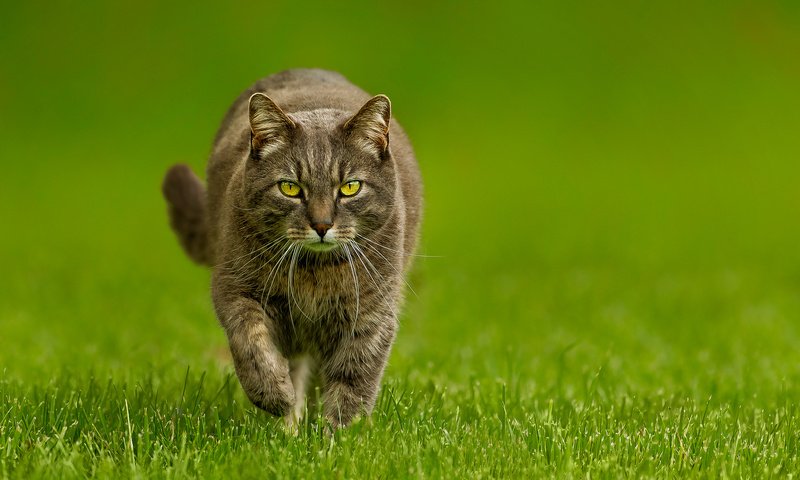 Обои трава, зелёный, фон, кот, мордочка, кошка, взгляд, лапки, grass, green, background, cat, muzzle, look, legs разрешение 1920x1200 Загрузить