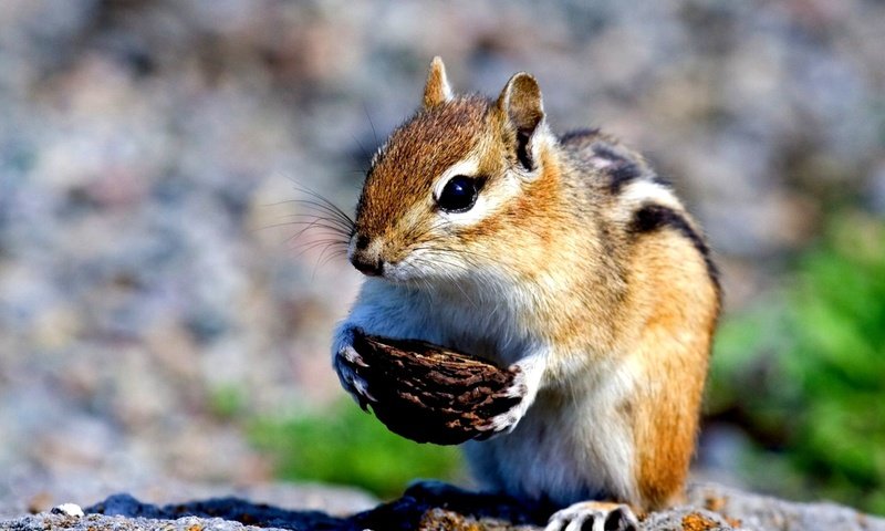 Обои скорлупа, бурундук, грызун, shell, chipmunk, rodent разрешение 2000x1369 Загрузить