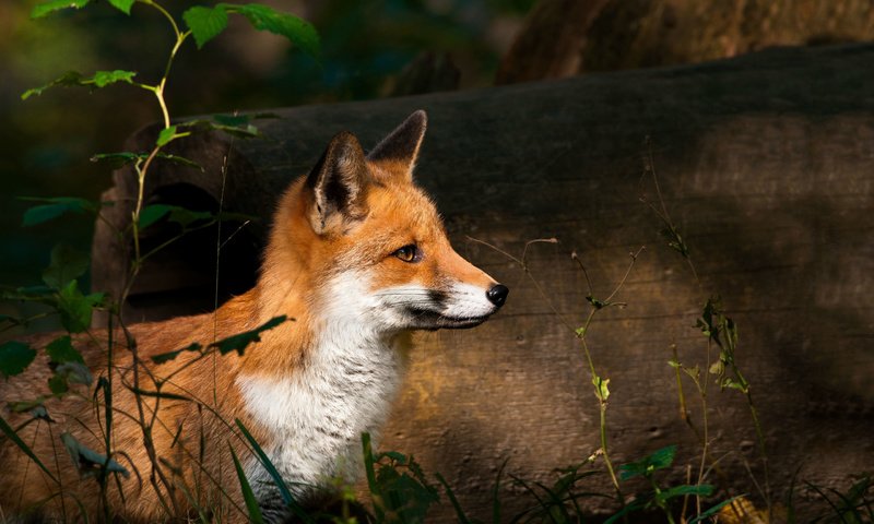 Обои природа, лес, взгляд, лиса, лисенок, nature, forest, look, fox разрешение 2560x1675 Загрузить