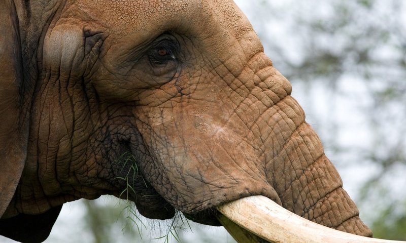 Обои морда, животные, слон, уши, хобот, крупным планом, бивни, face, animals, elephant, ears, trunk, closeup, tusks разрешение 2560x1440 Загрузить