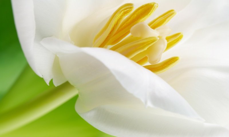 Обои макро, цветок, лепестки, белый, красивый, тюльпан, macro, flower, petals, white, beautiful, tulip разрешение 2560x1600 Загрузить