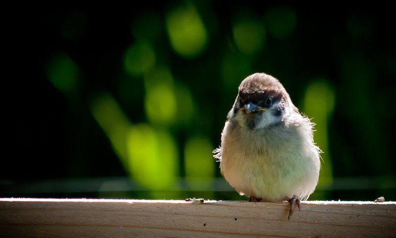 Обои крылья, птица, клюв, воробей, перья, wings, bird, beak, sparrow, feathers разрешение 1920x1080 Загрузить