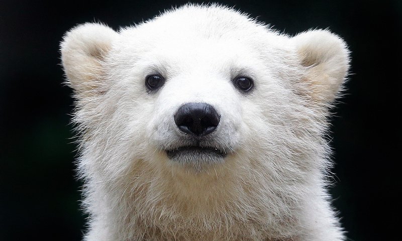 Обои медведь, белый, черный фон, белый медведь, медвежонок, полярный, северный, bear, white, black background, polar bear, polar, north разрешение 1920x1200 Загрузить