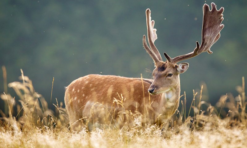 Обои трава, природа, лес, олень, рога, grass, nature, forest, deer, horns разрешение 1920x1200 Загрузить