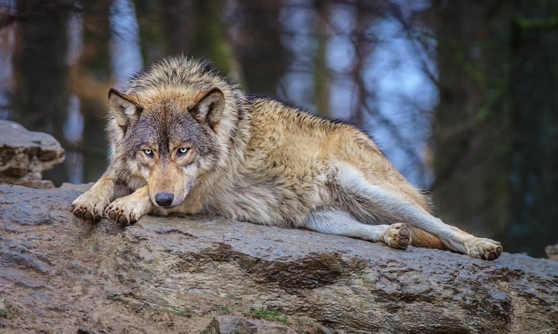 Обои природа, лес, взгляд, лежит, хищник, камень, волк, nature, forest, look, lies, predator, stone, wolf разрешение 1920x1200 Загрузить