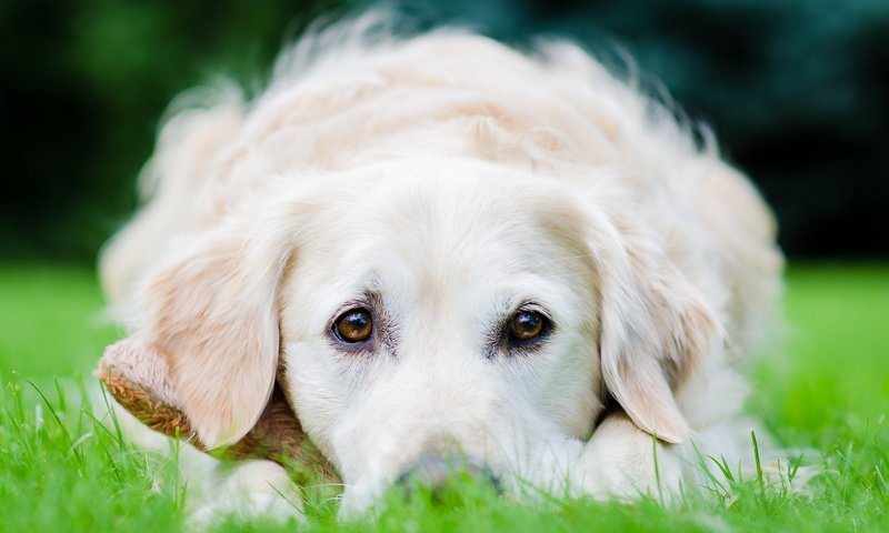 Обои трава, белый, собака, лежит, щенок, пес, золотистый ретривер, grass, white, dog, lies, puppy, golden retriever разрешение 1920x1200 Загрузить
