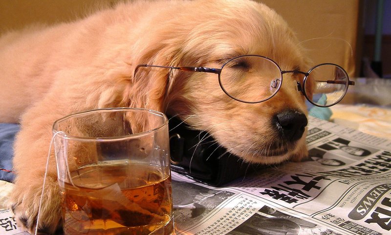 Обои очки, стакан, сон, собака, щенок, отдых, друг, чай, газета, glasses, glass, sleep, dog, puppy, stay, each, tea, newspaper разрешение 1920x1080 Загрузить