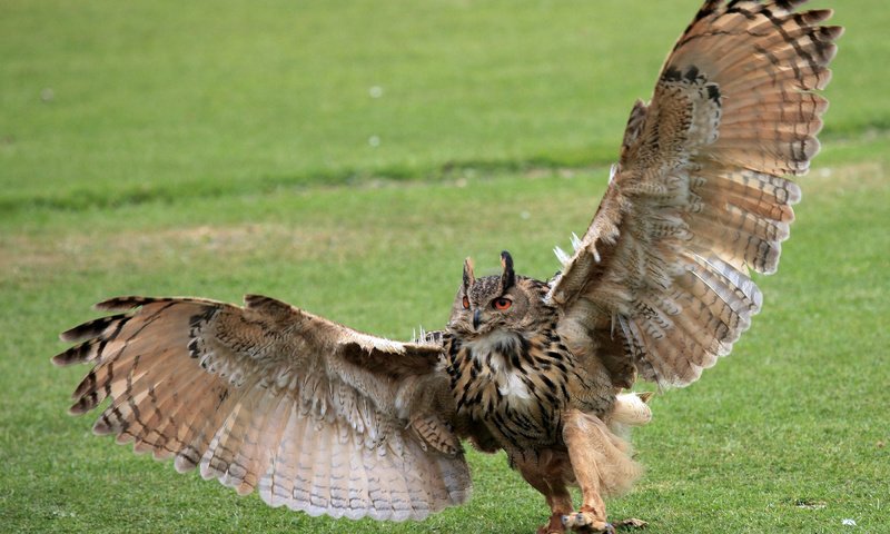 Обои трава, сова, лапы, крылья, птица, зеленая, когти, размах, grass, owl, paws, wings, bird, green, claws, the scope разрешение 2800x1860 Загрузить