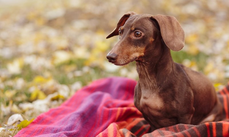 Обои природа, взгляд, собака, плед, такса, nature, look, dog, plaid, dachshund разрешение 2560x1600 Загрузить