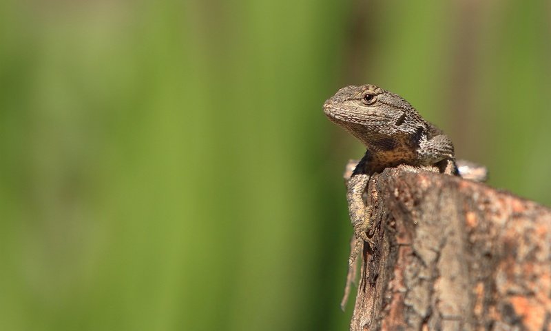 Обои зелень, ящерица, камень, рептилия, пресмыкающиеся, greens, lizard, stone, reptile, reptiles разрешение 1920x1200 Загрузить