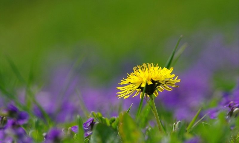 Обои трава, природа, цветок, поле, лето, одуванчик, grass, nature, flower, field, summer, dandelion разрешение 1920x1200 Загрузить