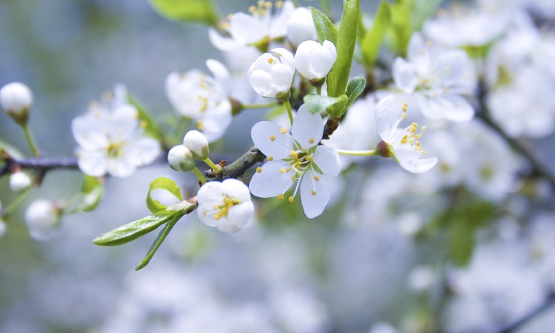 Обои цветение, ветки, весна, яблоня, cvety, belye, yablonya, cvetenie, butony, vetk, леспестки, flowering, branches, spring, apple, lepestki разрешение 3888x2592 Загрузить