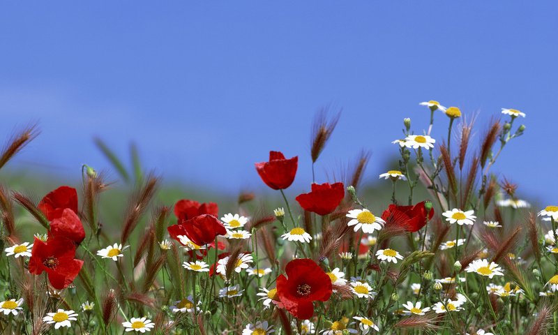 Обои небо, цветы, лето, маки, ромашки, the sky, flowers, summer, maki, chamomile разрешение 3840x1200 Загрузить
