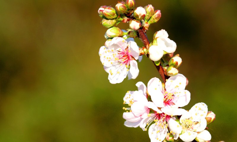 Обои сакура, cvety, vesna, cvetenie, priroda, vetka, sakura разрешение 2560x1440 Загрузить