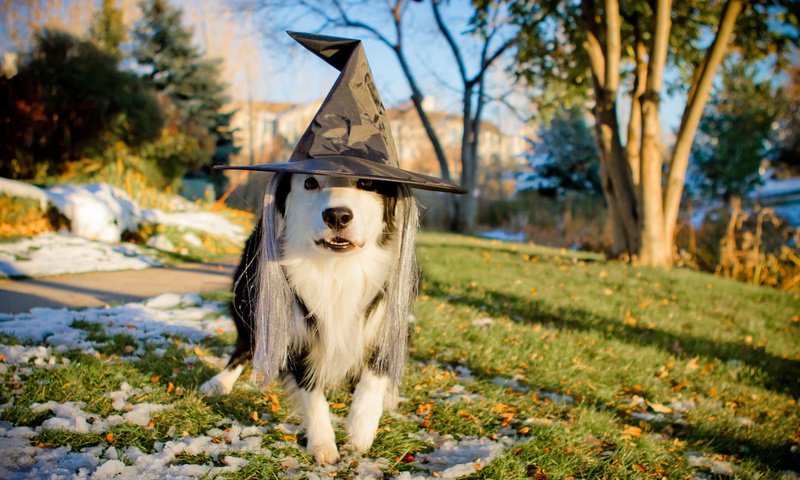Обои собака, праздник, хэллоуин, бордер-колли, пес в шляпе, обака, dog, holiday, halloween, the border collie, the dog in the hat, fishing разрешение 1920x1200 Загрузить