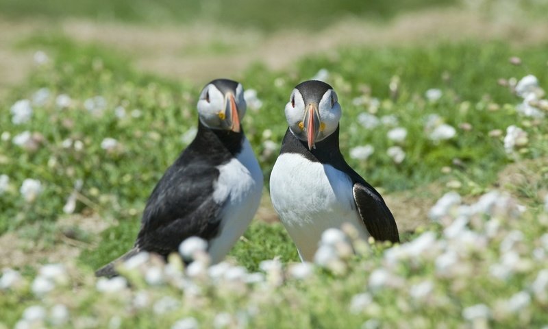 Обои цветы, трава, размытость, птицы, тупик, puffin, атлантический, flowers, grass, blur, birds, stalled, atlantic разрешение 1920x1200 Загрузить